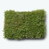 GrowTek SEDUMBAKKE Online