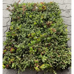 GrowTek SEDUMBAKKE Online