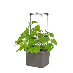 Pindstrup TIL SELVVANDENDE PLANTEKASSE ESPALIER SORT^ Kapilærkasser